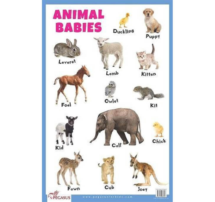 Buy Animal Babies (Thick Laminated Primary Chart)