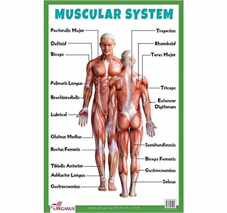 Buy Muscular System Thick Laminated Primary Chart Human Body Charts The Best Porn Website