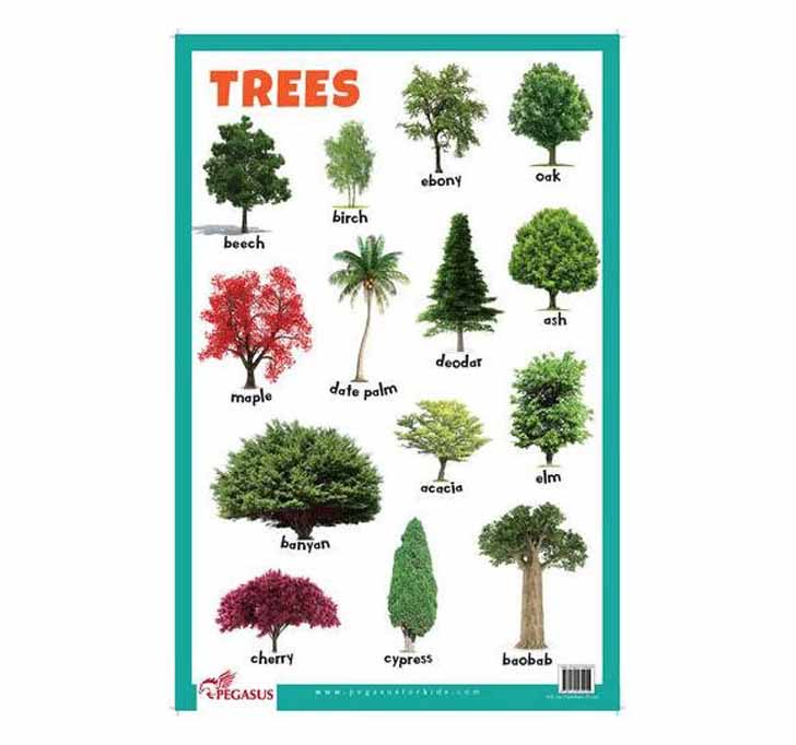 Buy Trees - Thick Laminated Primary Chart