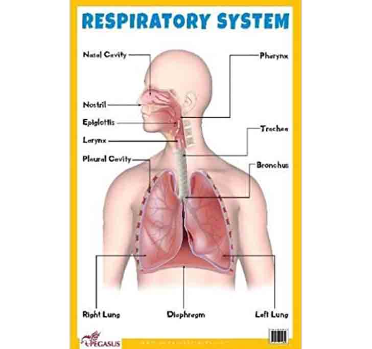 Buy Respiratory System - Thick Laminated Primary Chart