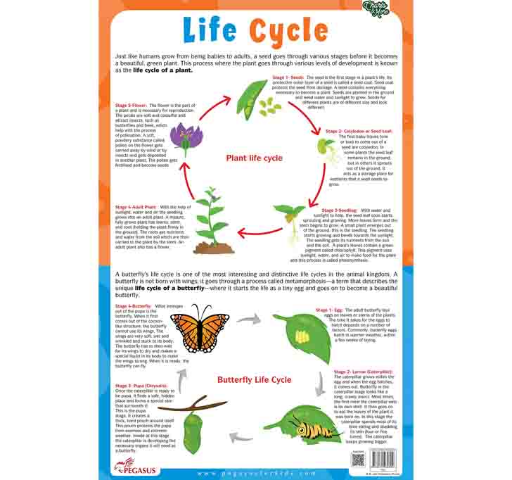 Buy Plant & Butterfly Life Cycle Chart - Thick Laminated Chart Wall