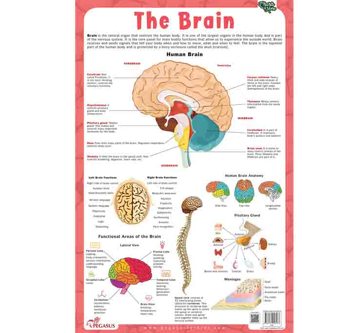 Buy Brain - Thick Laminated Primary Chart Wall Chart – 1 January 2018