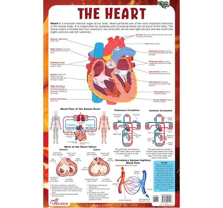 Buy Heart - Thick Laminated Primary Chart Wall Chart – 1 January 2018