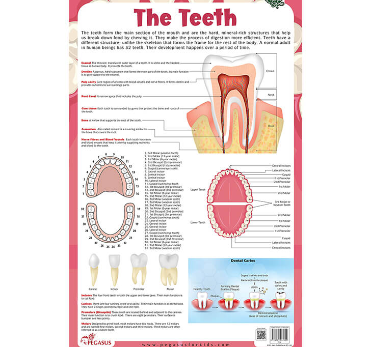 Buy The Teeth - Thick Laminated Chart Wall Chart