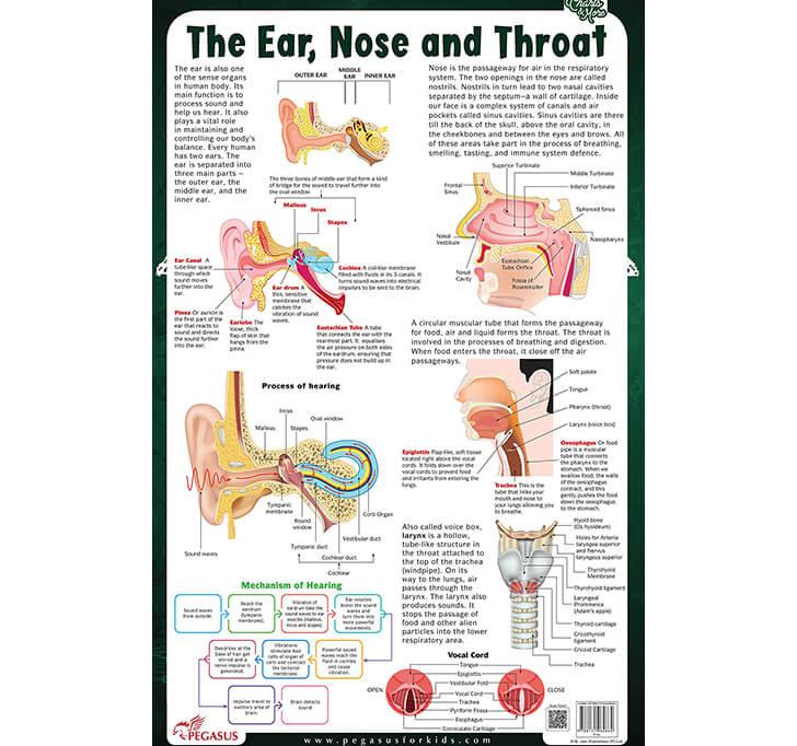 Buy The Ear Nose And Throat Thick Laminated Chart Online 