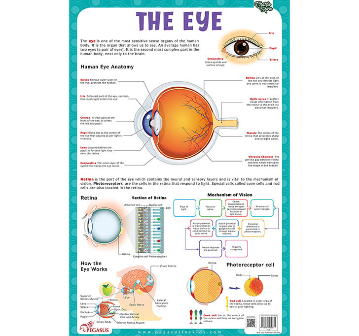 Buy The Eye - Thick Laminated Chart