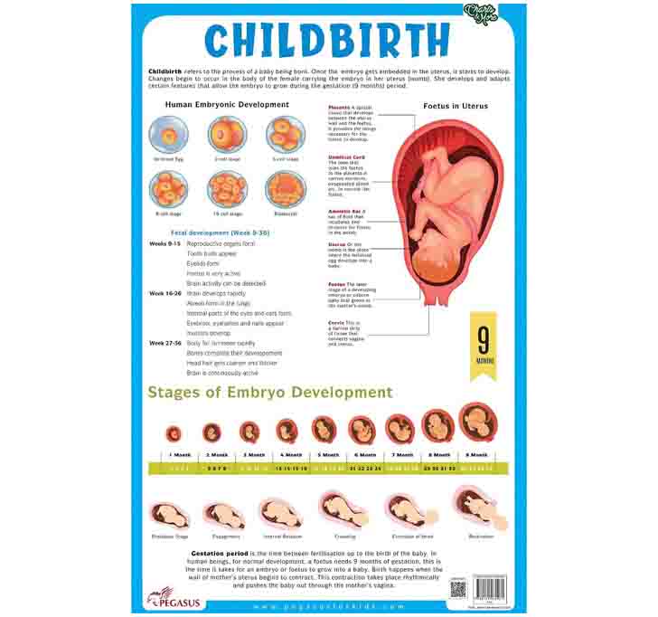 Buy Childbirth - Thick Laminated Chart