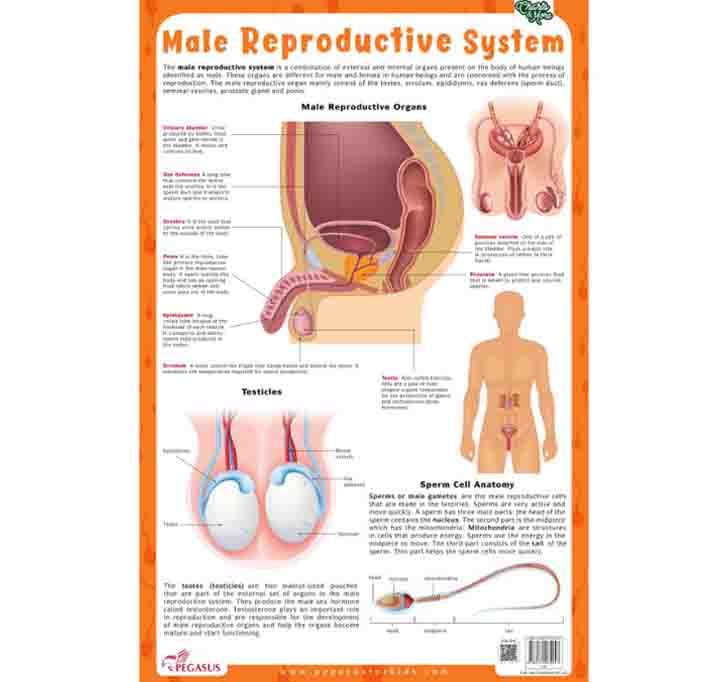 Buy Male Reproductive System - Thick Laminated Chart