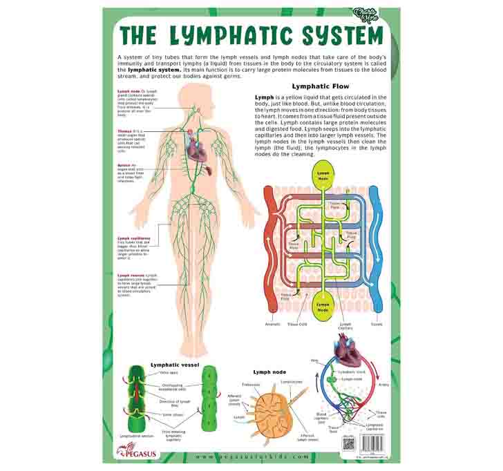 Buy The Lymphatic System - Thick Laminated Chart Wall Chart – 1