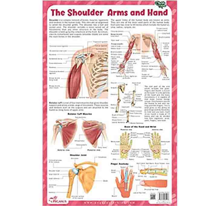 Buy The Shoulder Arms And Hand - Thick Laminated Chart Wall Chart 