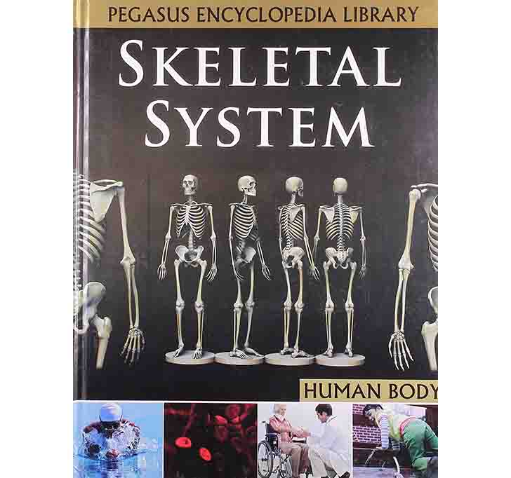Buy Skeletal System: 1 (Human Body)